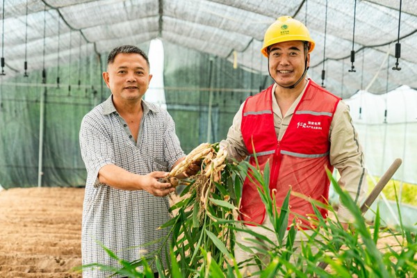 電力人員協(xié)助村民收獲生姜。國網(wǎng)永川供電公司供圖