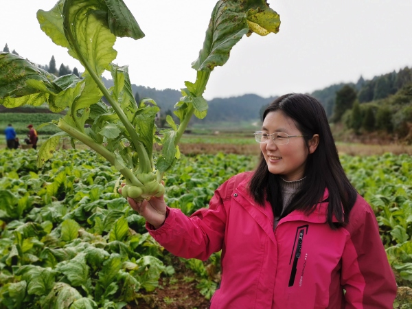 沈進(jìn)娟看著看新培育出來的“渝早100”臉上滿是欣慰。受訪者供圖