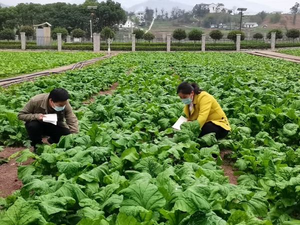 沈進(jìn)娟在田間調(diào)查榨菜膨大發(fā)育的情況。受訪者供圖