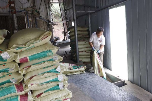 農(nóng)戶正在為自動化投喂設(shè)備加入飼料。鄒雨璠攝