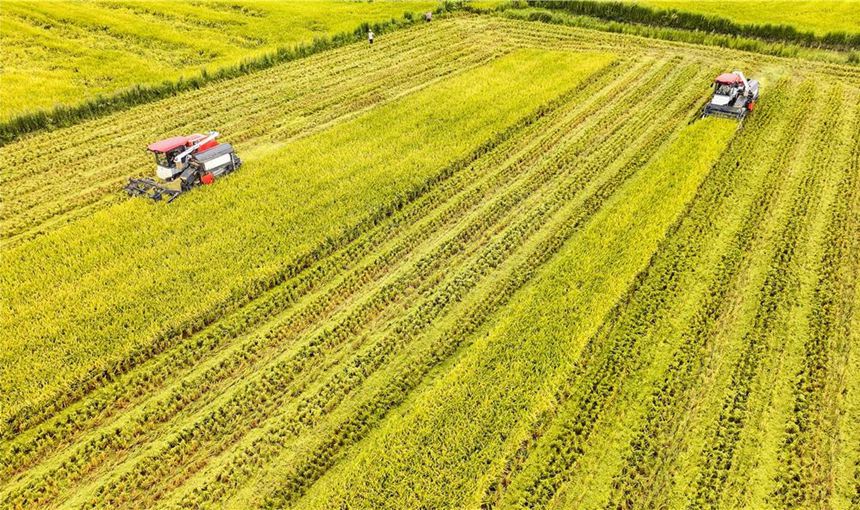 星橋鎮(zhèn)兩路村，兩輛收割機在田間收割水稻。熊偉攝