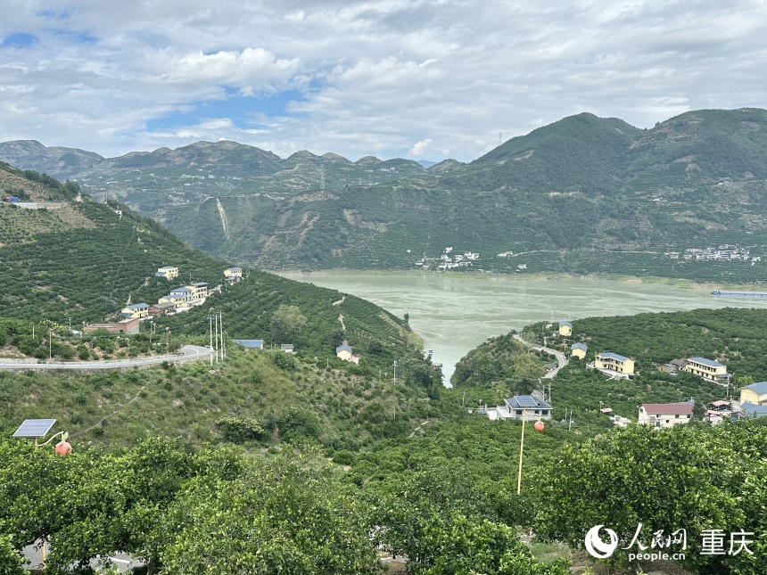 奉節(jié)縣永樂鎮(zhèn)大壩村臍橙樹遍布山坡。人民網(wǎng)記者 劉政寧攝