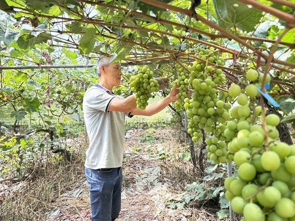 陳春林為葡萄修剪梳果。莢天宇攝