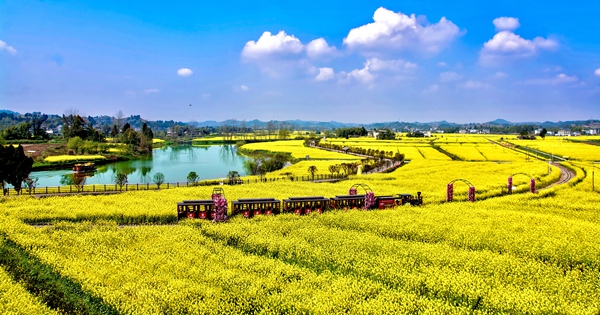 潼南油菜花海。潼南區(qū)文化旅游委供圖