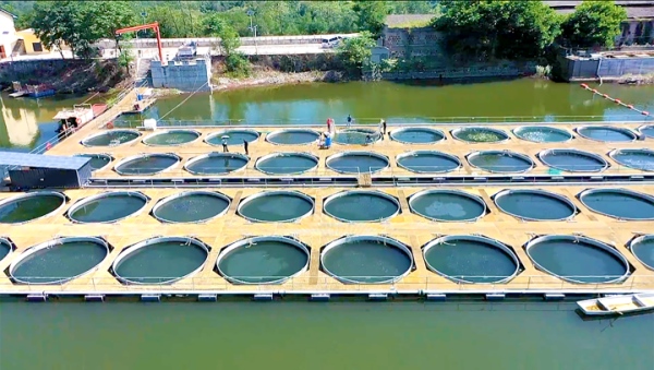 豐都硒鍶魚養(yǎng)殖區(qū)。杜宏超攝