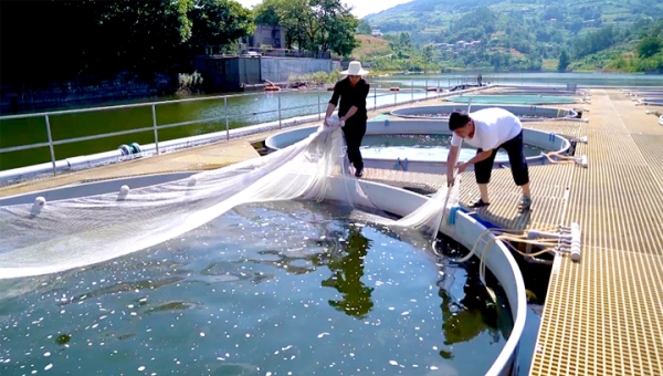 工人撈魚。杜宏超攝