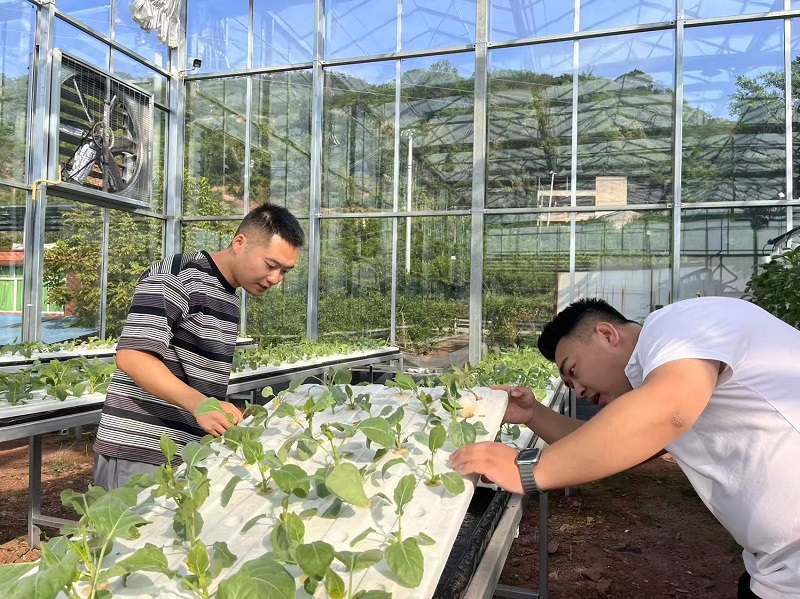 袁一焯（右）到村里智慧蔬菜大棚察看長勢。周小平攝