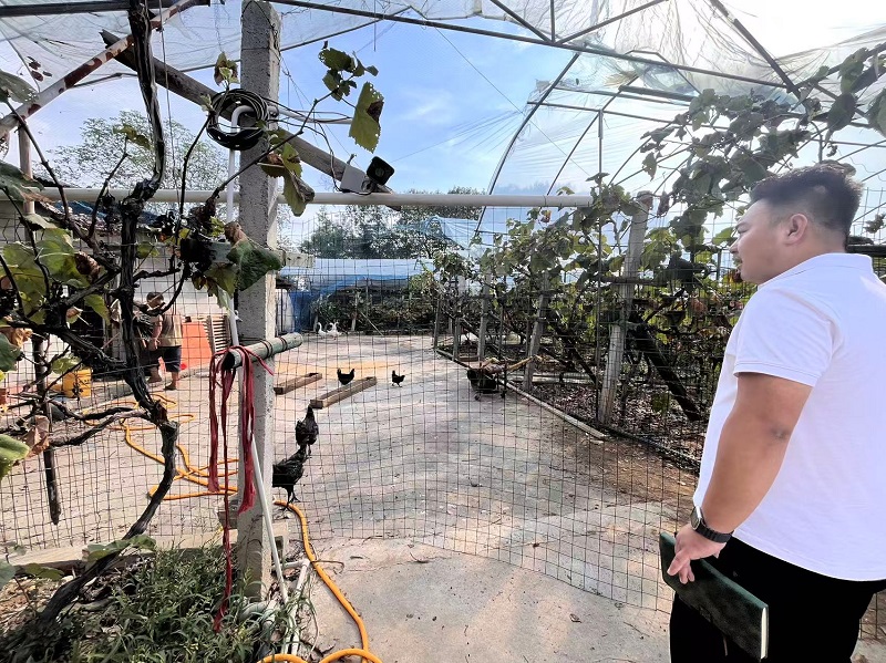 袁一焯察看村里新引入的鹽津烏骨雞養(yǎng)殖情況。周小平攝