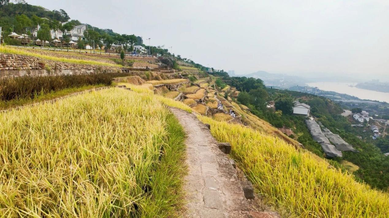 石盤村的稻谷熟了。石盤村供圖