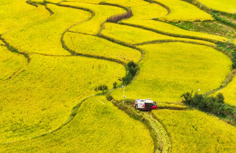 豐收時(shí)節(jié)，收割機(jī)穿梭在金色的稻田間。熊偉攝