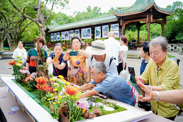 菊展現(xiàn)場(chǎng)插花，吸引游客駐足觀看。活動(dòng)方供圖
