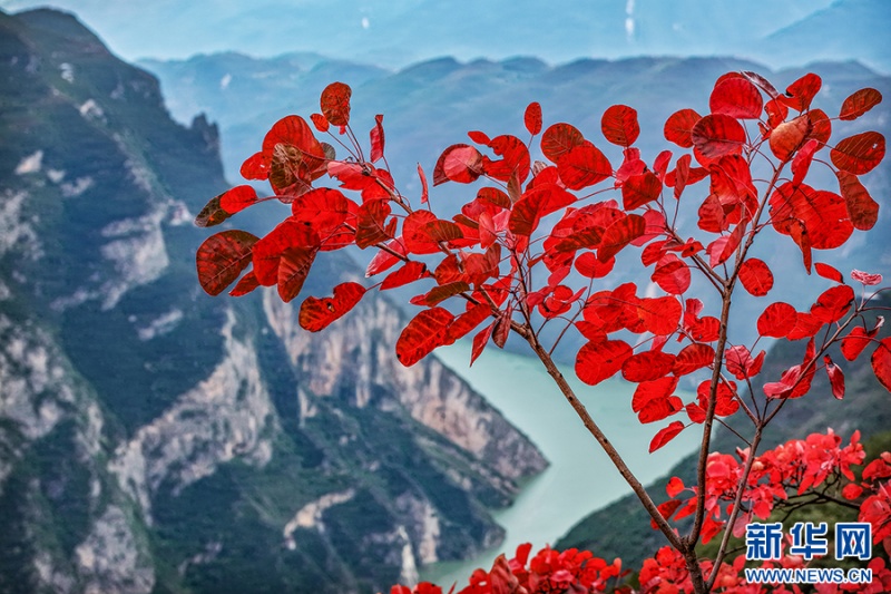 初冬時(shí)節(jié)，巫峽兩岸紅葉次第綻放。山水與紅葉相映，構(gòu)成三峽獨(dú)有的秋日盛景。新華網(wǎng)發(fā)（王正坤 攝）