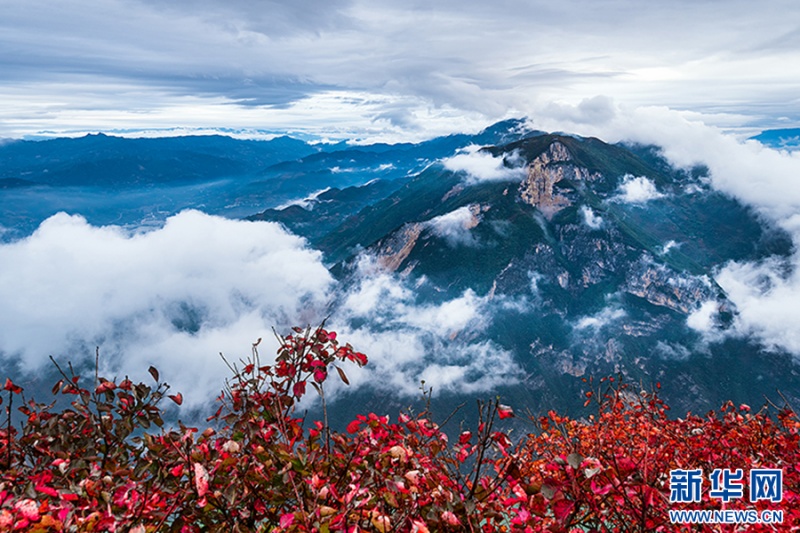 秋風(fēng)拂過，紅葉搖曳，盡顯三峽秋冬的熱烈與詩(shī)意。新華網(wǎng)發(fā)（王思政 攝）