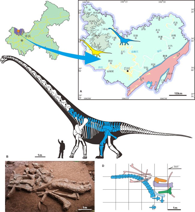 化石發(fā)現(xiàn)點地質(zhì)簡圖與保存材料及骨骼復(fù)原圖 （骨骼復(fù)原圖中藍(lán)色部分為保存的化石）。重慶市規(guī)劃和自然資源局供圖