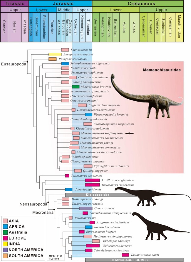 蜥腳類恐龍系統(tǒng)發(fā)育位置圖（箭頭指示三江馬門溪龍所在系統(tǒng)發(fā)育位置）。重慶市規(guī)劃和自然資源局供圖