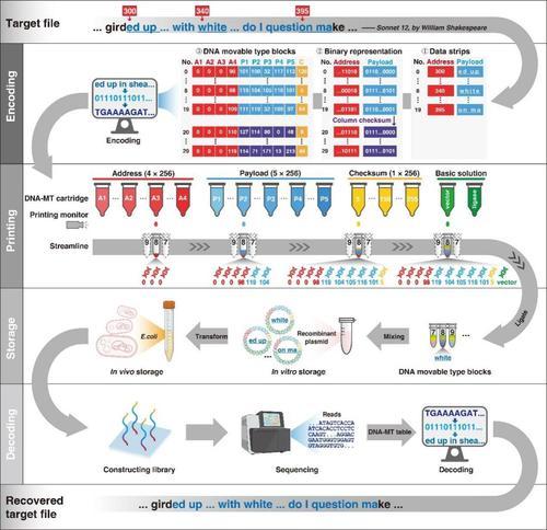 畢昇一號DNA活字存儲系統(tǒng)的工作流程示意圖。西研院供圖